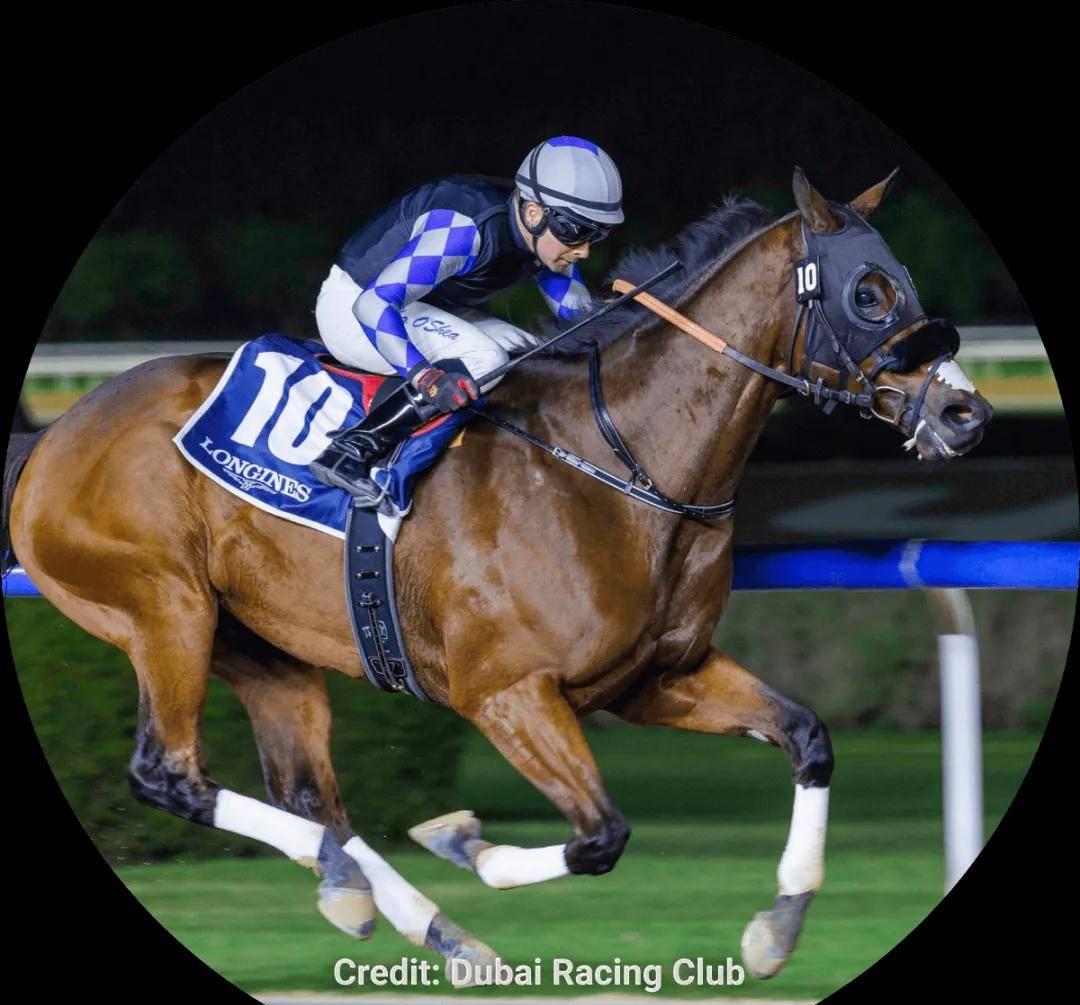 巴勒斯坦选手在马术比赛中表现优异 巴勒斯坦选手在马术比赛中表现优异